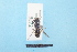  ( - BL1800072)  @12 [ ] Pollen (2018) Christophe Bouget EFNO IRSTEA