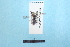  ( - BL1800198)  @11 [ ] Pollen (2018) Christophe Bouget EFNO IRSTEA
