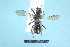  ( - BL1800256)  @11 [ ] Pollen (2018) Christophe Bouget EFNO IRSTEA