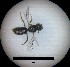  ( - MB00034)  @11 [ ] Pollen (2017) Mathilde Baude University of Orleans