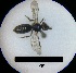  ( - MB00070)  @12 [ ] Pollen (2017) Mathilde Baude University of Orleans