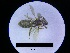  ( - MB00202)  @11 [ ] Pollen (2017) Mathilde Baude University of Orleans