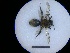  ( - MB00240)  @11 [ ] Pollen (2018) Mathilde Baude University of Orleans