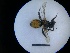  ( - MB00257)  @11 [ ] Pollen (2018) Mathilde Baude University of Orleans