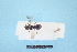  ( - MB00346)  @12 [ ] Pollen (2018) Mathilde Baude University of Orleans