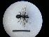  (Lasioglossum medinai - MB00686)  @12 [ ] Pollen (2018) Mathilde Baude University of Orleans