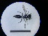  ( - MB00783)  @13 [ ] Pollen (2018) Mathilde Baude University of Orleans