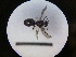  ( - MB00798)  @12 [ ] Pollen (2018) Mathilde Baude University of Orleans