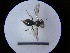  ( - MB00799)  @11 [ ] Pollen (2018) Mathilde Baude University of Orleans