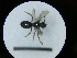  ( - MB00801)  @12 [ ] Pollen (2018) Mathilde Baude University of Orleans