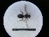  ( - MB00802)  @12 [ ] Pollen (2018) Mathilde Baude University of Orleans