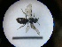  ( - MB00823)  @12 [ ] Pollen (2018) Mathilde Baude University of Orleans