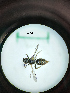  ( - MB00933)  @11 [ ] Pollen (2018) Mathilde Baude University of Orleans