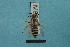  ( - MB01192)  @11 [ ] Pollen (2018) Mathilde Baude University of Orleans