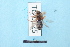  ( - TO1800125)  @11 [ ] Pollen (2018) Carlos Lopez-Vaamonde University of Tours