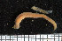  ( - ZMBN_95870)  @12 [ ] CreativeCommons - Attribution Non-Commercial Share-Alike (2015) University of Bergen University of Bergen, Natural History Collections