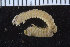  ( - ICEAGE_Eunicida11)  @11 [ ] CreativeCommons - Attribution Non-Commercial Share-Alike (2016) UoB University of Bergen, Natural History Collections