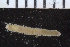  ( - ICEAGE_Eunicida12)  @11 [ ] CreativeCommons - Attribution Non-Commercial Share-Alike (2016) UoB University of Bergen, Natural History Collections