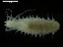  ( - ICEAGE_Eunicida16)  @11 [ ] CreativeCommons - Attribution Non-Commercial Share-Alike (2016) UoB University of Bergen, Natural History Collections