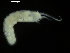  ( - ICEAGE_Eunicida18)  @11 [ ] CreativeCommons - Attribution Non-Commercial Share-Alike (2016) UoB University of Bergen, Natural History Collections