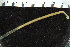  ( - ICEAGE_Eunicida31)  @11 [ ] CreativeCommons - Attribution Non-Commercial Share-Alike (2016) UoB University of Bergen, Natural History Collections