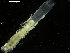  ( - ICEAGE_Eunicida33)  @11 [ ] CreativeCommons - Attribution Non-Commercial Share-Alike (2016) UoB University of Bergen, Natural History Collections