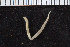  ( - ICEAGE_POLY_01)  @11 [ ] CreativeCommons - Attribution Non-Commercial Share-Alike (2016) UoB University of Bergen, Natural History Collections