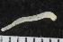  ( - UMBergen_ICEAGE_P07)  @11 [ ] CreativeCommons - Attribution Non-Commercial Share-Alike (2018) University of Bergen Natural History Collections