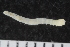  ( - UMBergen_ICEAGE_P07)  @11 [ ] CreativeCommons - Attribution Non-Commercial Share-Alike (2018) University of Bergen Natural History Collections