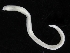  ( - UMBergen_ICEAGE_P09)  @11 [ ] CreativeCommons - Attribution Non-Commercial Share-Alike (2018) University of Bergen Natural History Collections