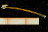  (Hyalinoecia tubicola - UMBergen_NB_Euni05)  @13 [ ] CreativeCommons - Attribution Non-Commercial Share-Alike (2013) Unspecified University of Bergen, Natural History Collections