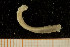  (Rhamphobrachium sp. 3 - UMBergen_NB_Euni13)  @13 [ ] CreativeCommons - Attribution Non-Commercial Share-Alike (2013) Unspecified University of Bergen, Natural History Collections