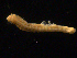  (Ampharetini - UMBergen_NB_amphar01)  @14 [ ] CreativeCommons - Attribution Non-Commercial Share-Alike (2012) Unspecified University of Bergen, Natural History Collections