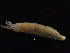  ( - UMBergen_NB_amphar03)  @11 [ ] CreativeCommons - Attribution Non-Commercial Share-Alike (2012) Unspecified University of Bergen, Natural History Collections