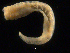  ( - UMBergen_NB_amphar07)  @11 [ ] CreativeCommons - Attribution Non-Commercial Share-Alike (2012) Unspecified University of Bergen, Natural History Collections
