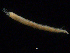  ( - UMBergen_NB_amphar09)  @11 [ ] CreativeCommons - Attribution Non-Commercial Share-Alike (2012) Unspecified University of Bergen, Natural History Collections