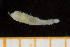  ( - UMBergen_NB_amphar101)  @12 [ ] CreativeCommons - Attribution Non-Commercial Share-Alike (2013) Unspecified University of Bergen, Natural History Collections