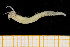  ( - UMBergen_NB_amphar102)  @13 [ ] CreativeCommons - Attribution Non-Commercial Share-Alike (2013) Unspecified University of Bergen, Natural History Collections