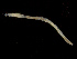  ( - UMBergen_NB_amphar109)  @13 [ ] CreativeCommons - Attribution Non-Commercial Share-Alike (2013) Unspecified University of Bergen, Natural History Collections