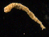  ( - UMBergen_NB_amphar11)  @12 [ ] CreativeCommons - Attribution Non-Commercial Share-Alike (2012) Unspecified University of Bergen, Natural History Collections