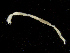  ( - UMBergen_NB_amphar111)  @11 [ ] CreativeCommons - Attribution Non-Commercial Share-Alike (2013) Unspecified University of Bergen, Natural History Collections