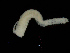  ( - UMBergen_NB_amphar115)  @11 [ ] CreativeCommons - Attribution Non-Commercial Share-Alike (2013) Unspecified University of Bergen, Natural History Collections