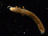  ( - UMBergen_NB_amphar12)  @11 [ ] CreativeCommons - Attribution Non-Commercial Share-Alike (2012) Unspecified University of Bergen, Natural History Collections