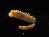  ( - UMBergen_NB_amphar13)  @11 [ ] CreativeCommons - Attribution Non-Commercial Share-Alike (2012) Unspecified University of Bergen, Natural History Collections