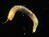  ( - UMBergen_NB_amphar17)  @11 [ ] CreativeCommons - Attribution Non-Commercial Share-Alike (2012) Unspecified University of Bergen, Natural History Collections
