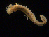  ( - UMBergen_NB_amphar20)  @13 [ ] CreativeCommons - Attribution Non-Commercial Share-Alike (2012) Unspecified University of Bergen, Natural History Collections