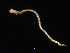  ( - UMBergen_NB_amphar21)  @11 [ ] CreativeCommons - Attribution Non-Commercial Share-Alike (2012) Unspecified University of Bergen, Natural History Collections
