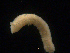  ( - UMBergen_NB_amphar22)  @11 [ ] CreativeCommons - Attribution Non-Commercial Share-Alike (2012) Unspecified University of Bergen, Natural History Collections