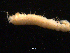  ( - UMBergen_NB_amphar25)  @11 [ ] CreativeCommons - Attribution Non-Commercial Share-Alike (2012) Unspecified University of Bergen, Natural History Collections