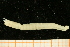  ( - UMBergen_NB_amphar32)  @11 [ ] CreativeCommons - Attribution Non-Commercial Share-Alike (2012) Unspecified University of Bergen, Natural History Collections